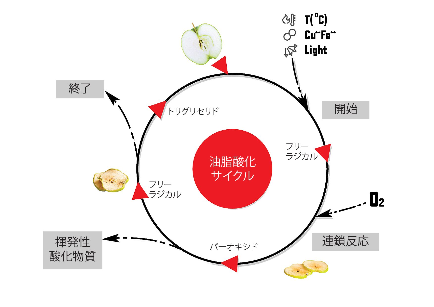 Translated to JA__Endox
