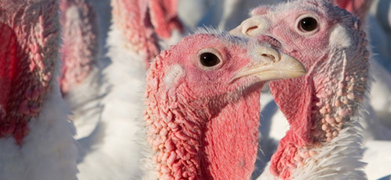 Turkey Hero Image