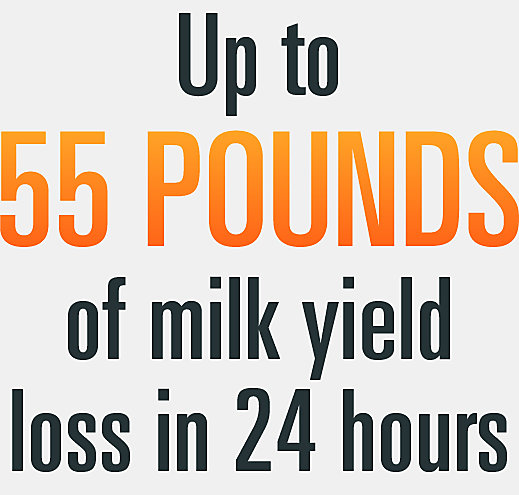 Milk yield loss in 24 hours