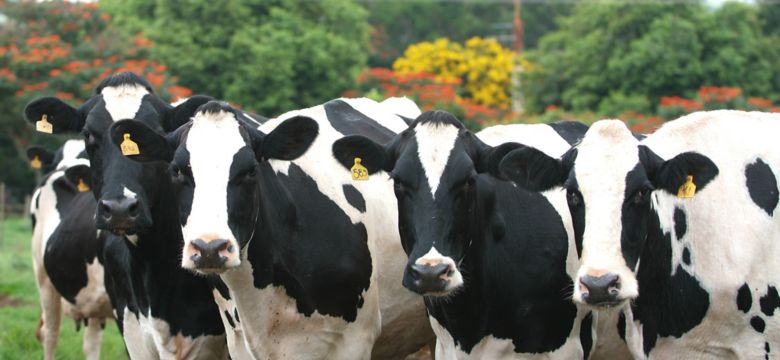 Vaca Leiteira - AA Leite