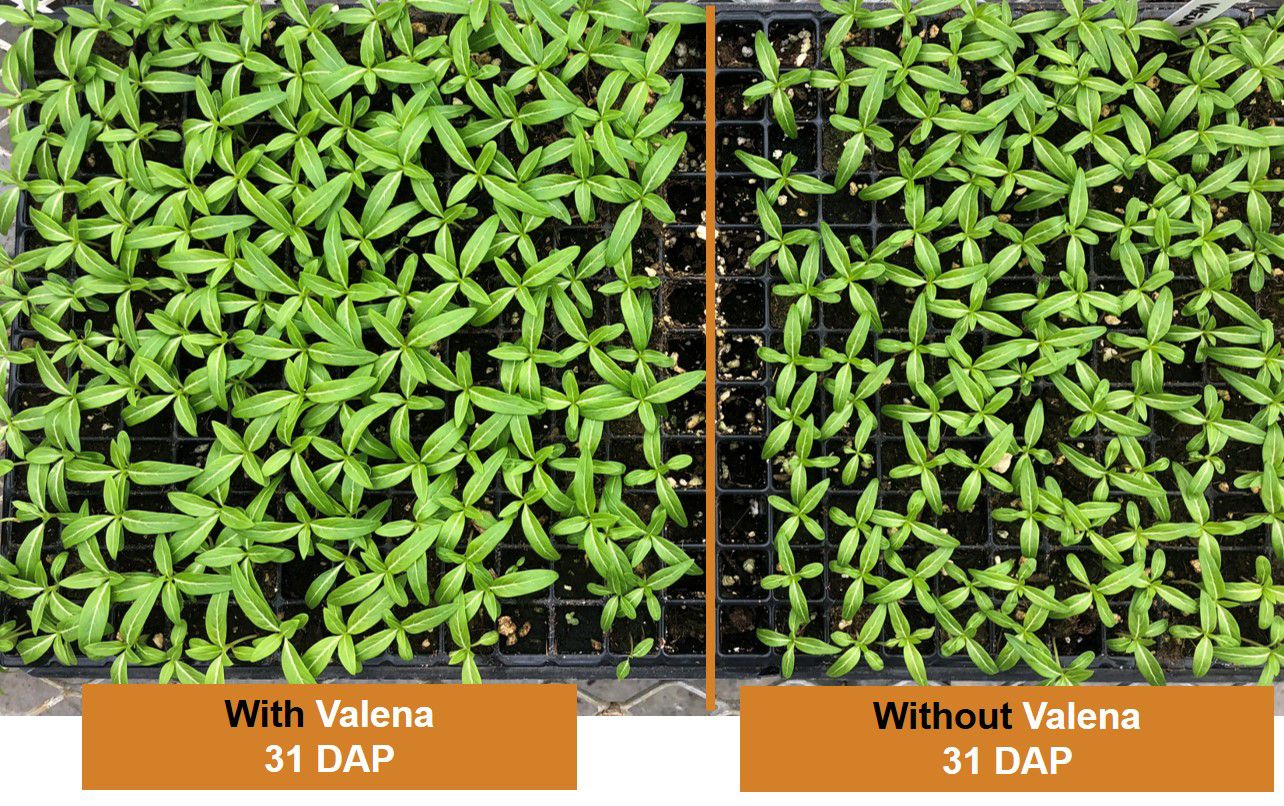 Vinca trial Valena