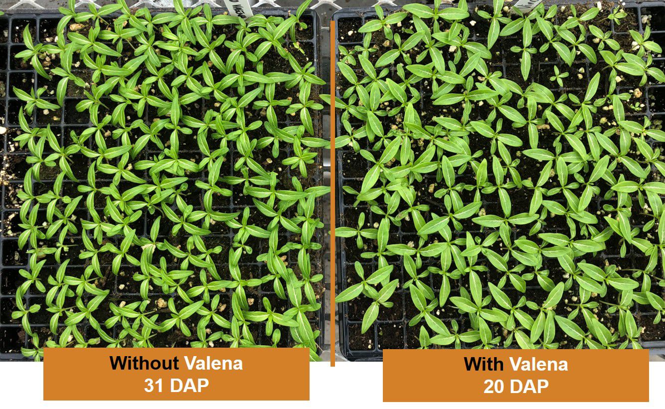 Vinca trial Valena 2