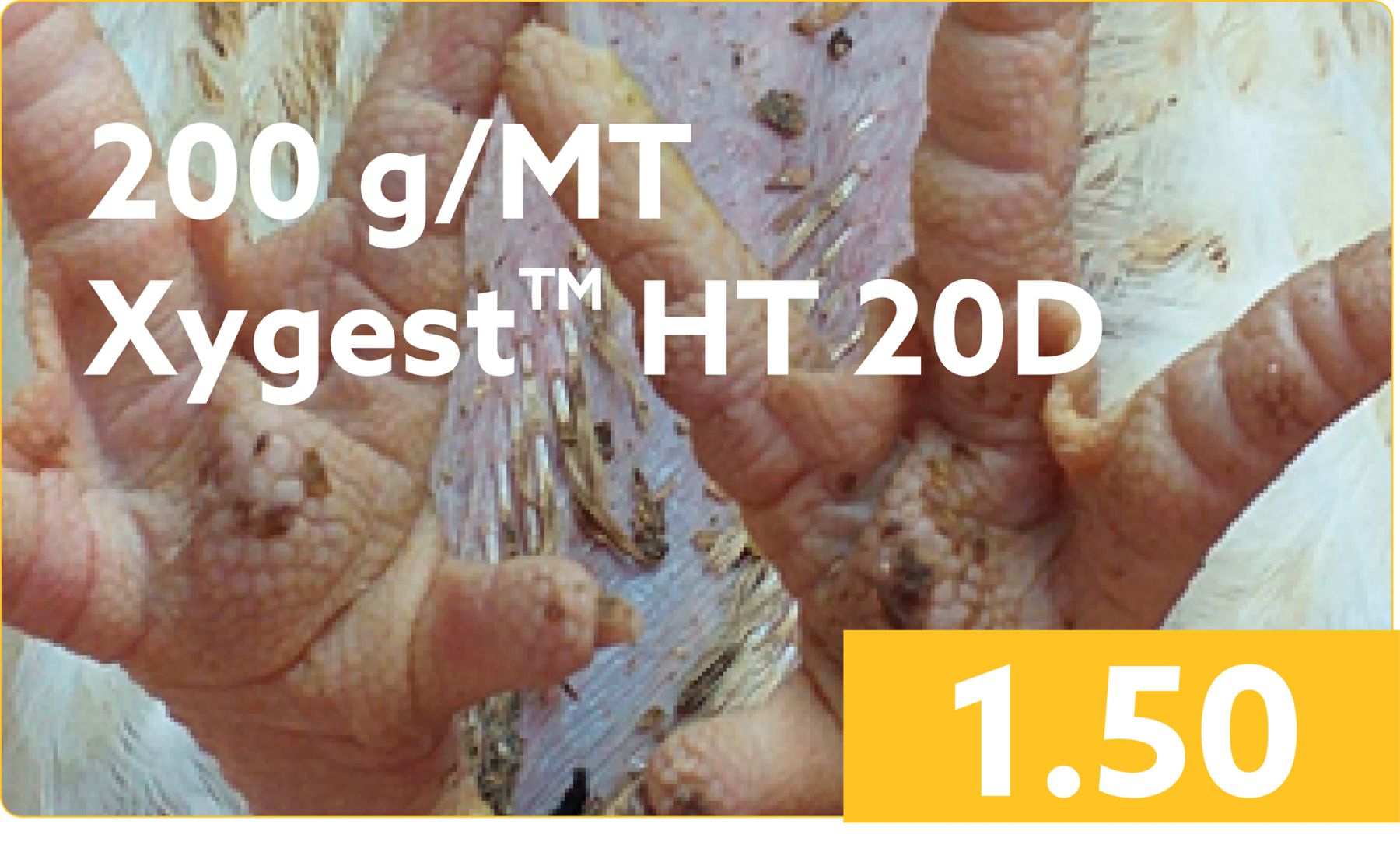XYGEST HT KAA- Improves Footpad Lesion Score 200 Xygest ht 20d