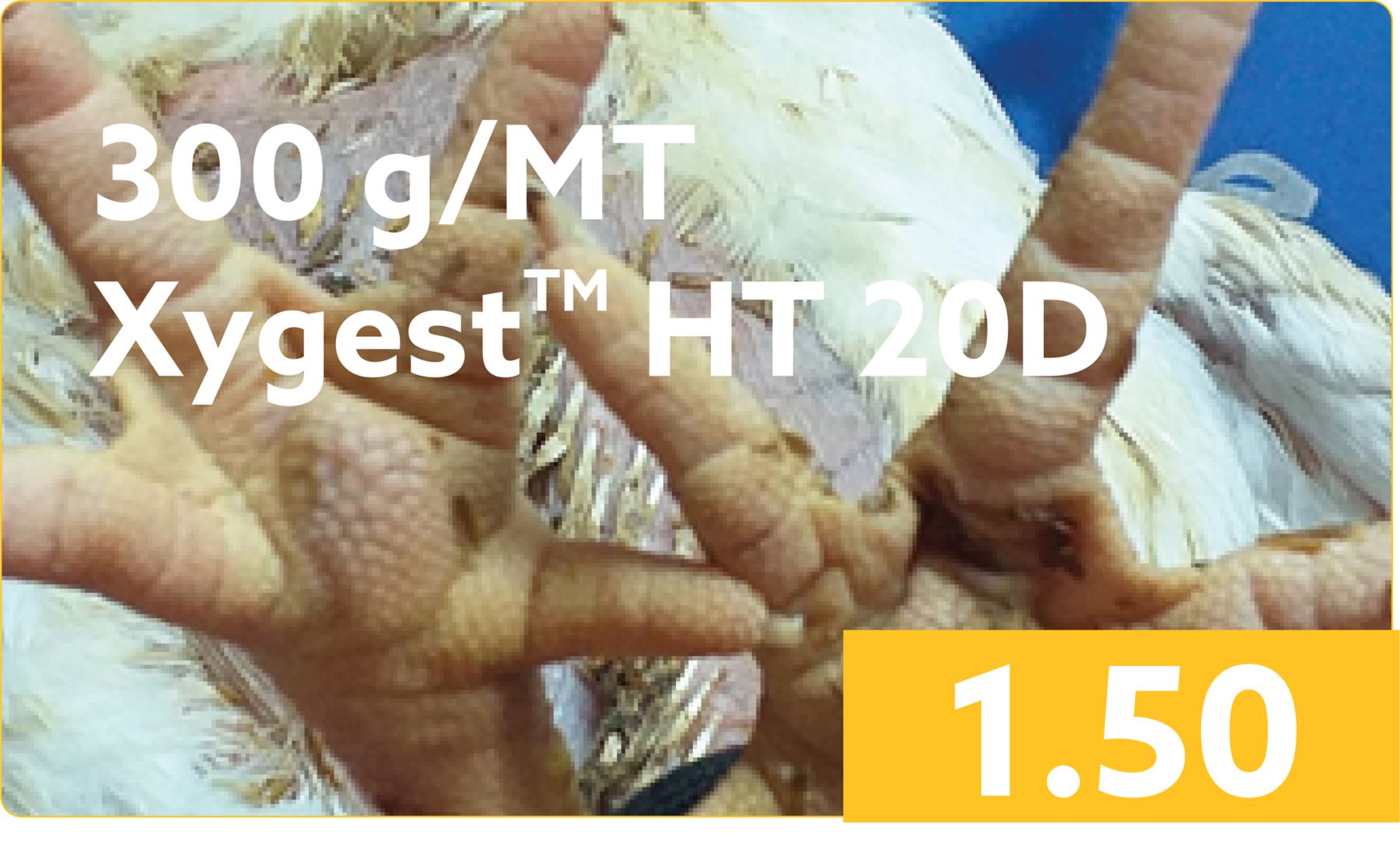 XYGEST HT KAA- Improves Footpad Lesion Score 300 Xygest ht 20d