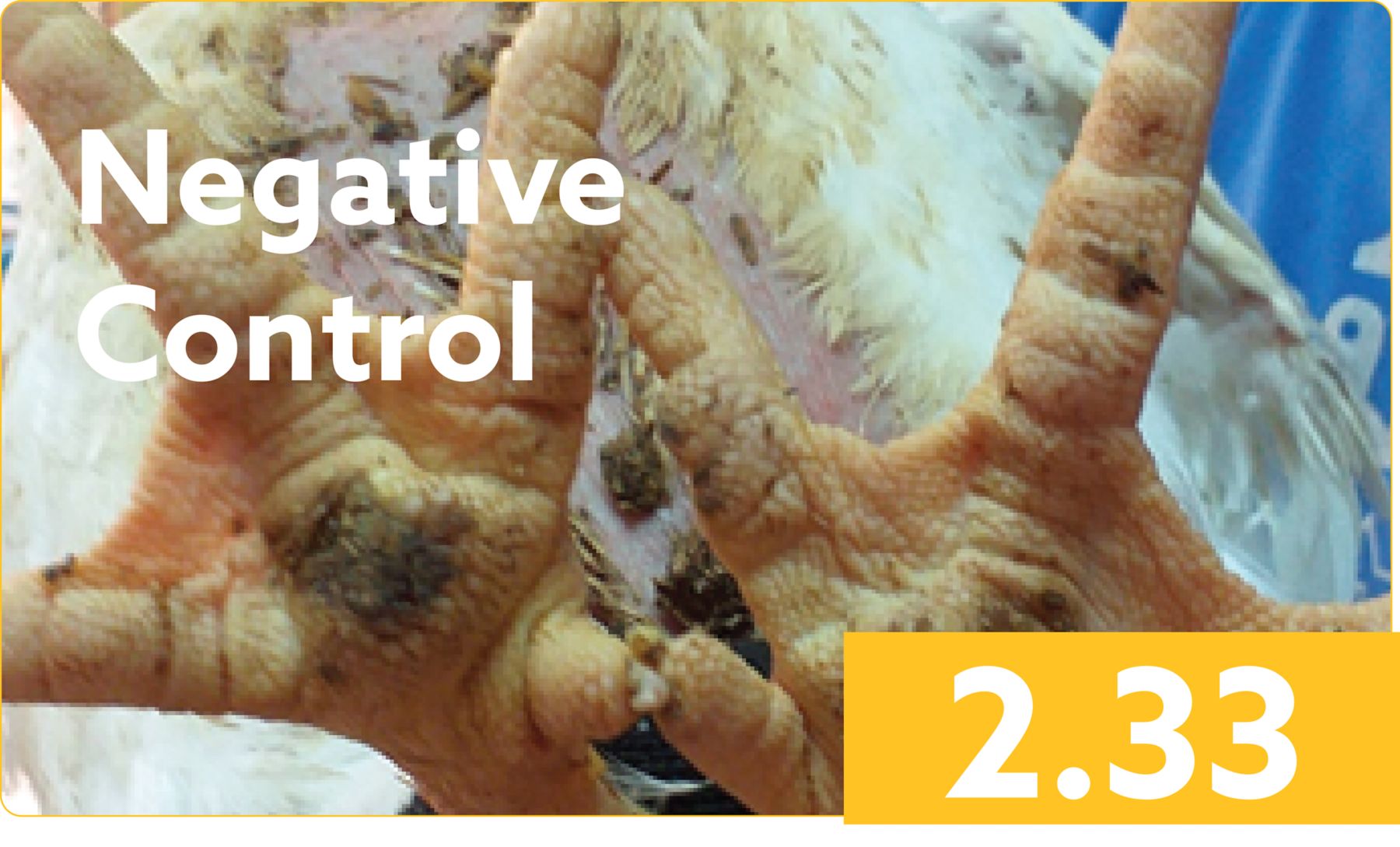 XYGEST HT KAA- Improves Footpad Lesion Score negatuve control