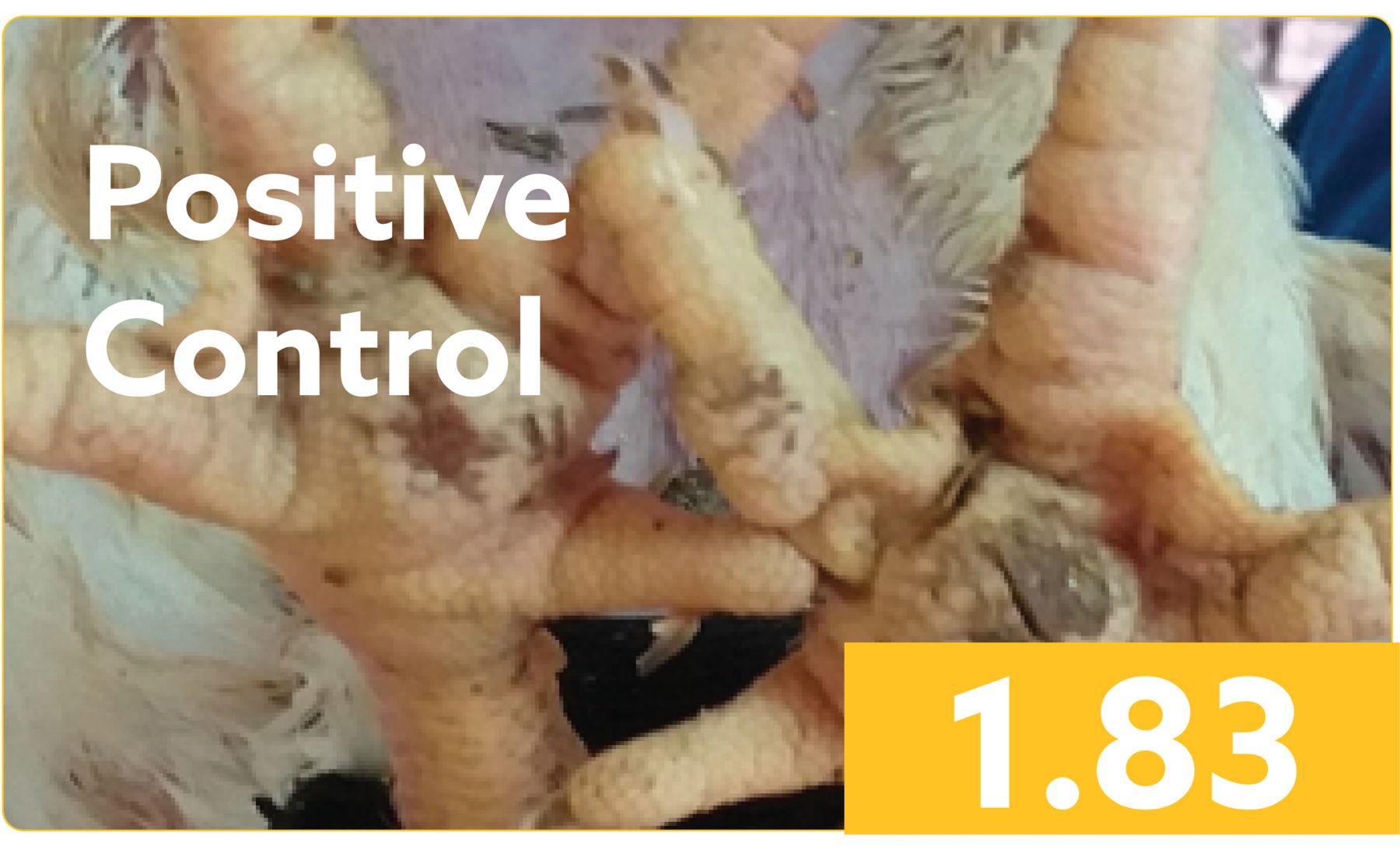 XYGEST HT KAA-Improves Footpad Lesion Score postive control