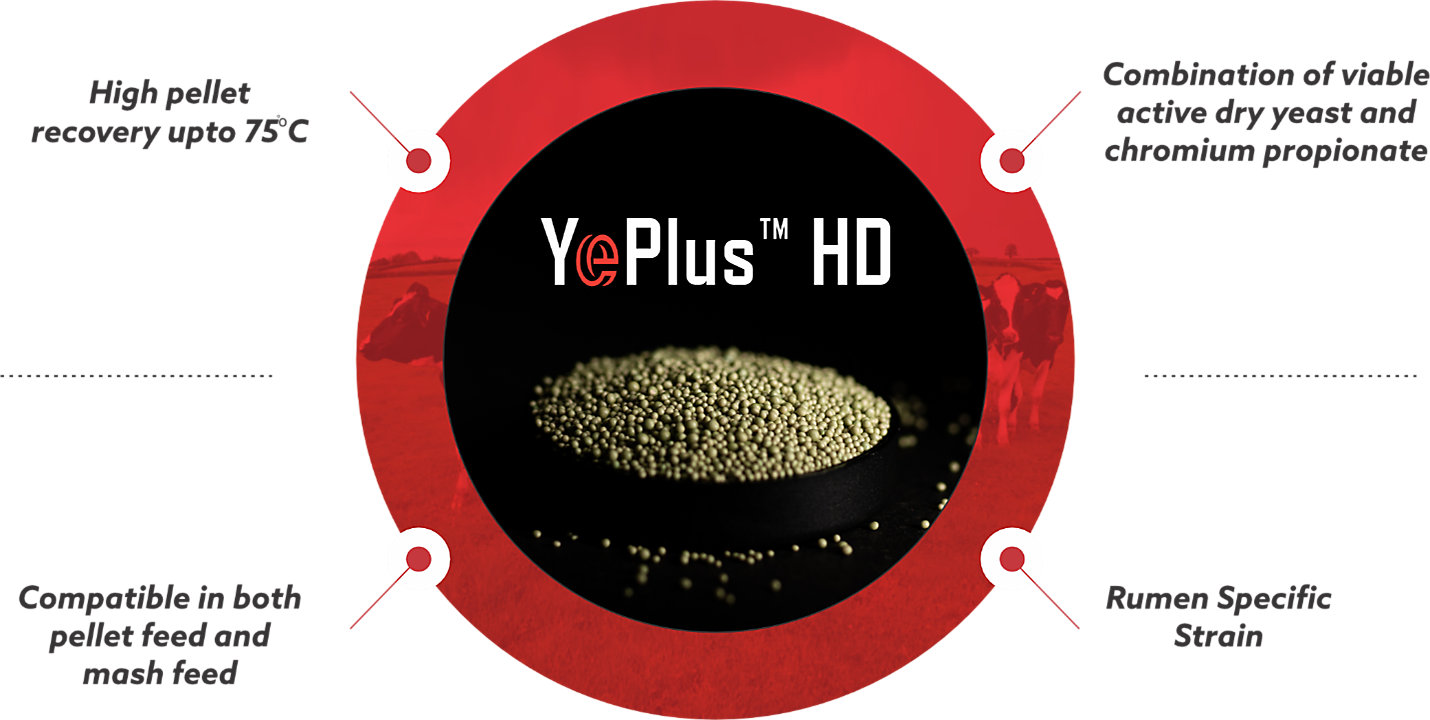 YePlus HD Figure 5