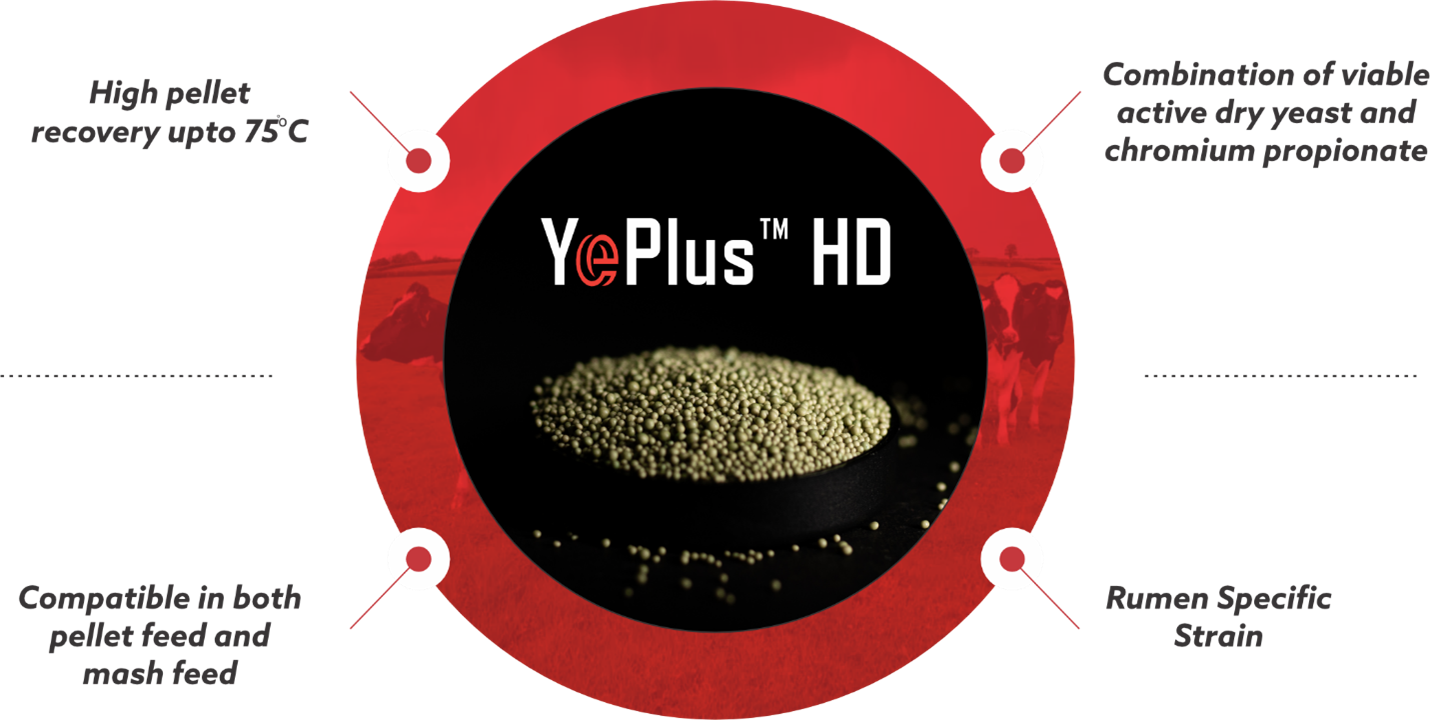 YePlus HD Figure 5