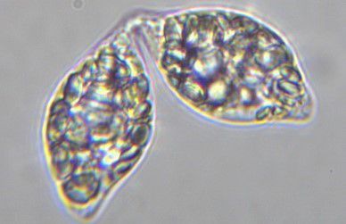 aleta_beta_glucan_immunostimulant