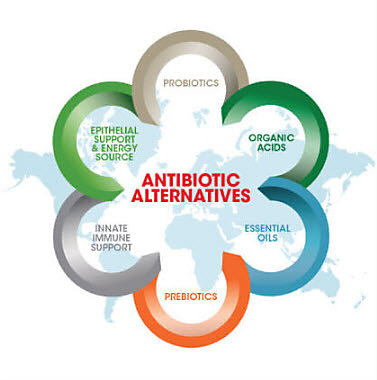 antibiotic-alternatives-1