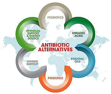 antibiotic-alternatives