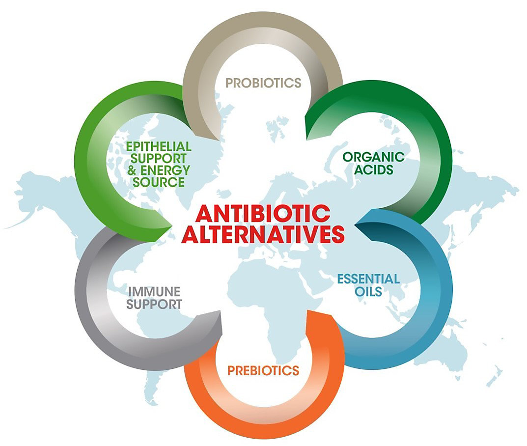 antibiotics-alternatives