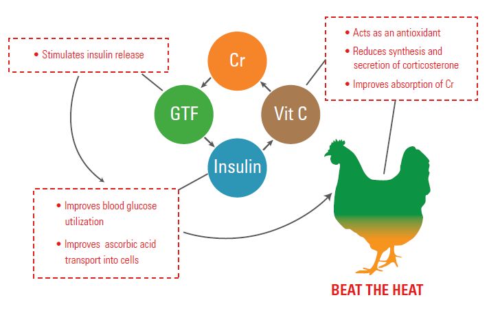 benefits_of_chromflex_c