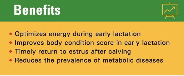 benifit_of_enerfat