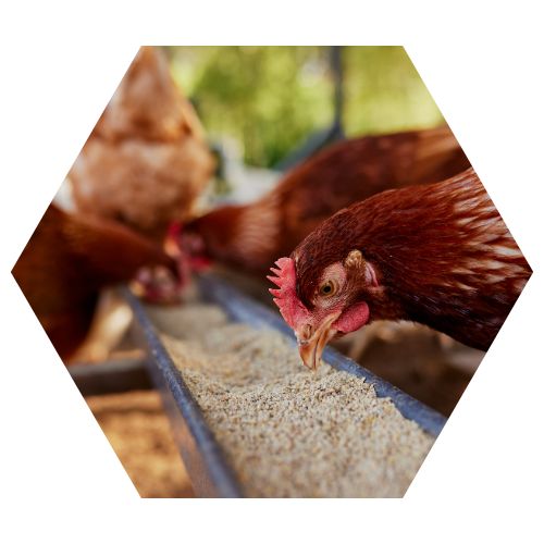 chicken feedv2 - 3