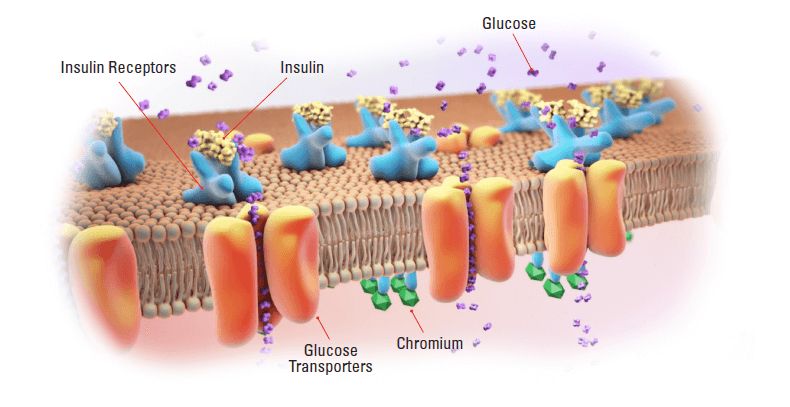 chromflex_supports_insulin_glucose