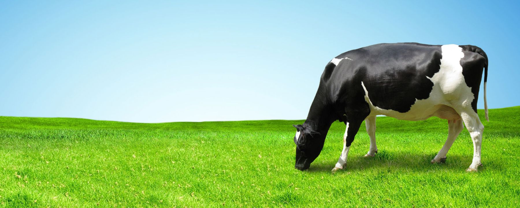 cow_shutterstock_233356285
