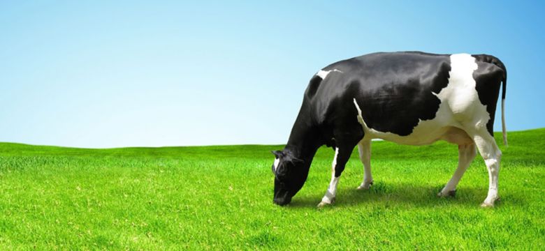 cow_shutterstock_233356285