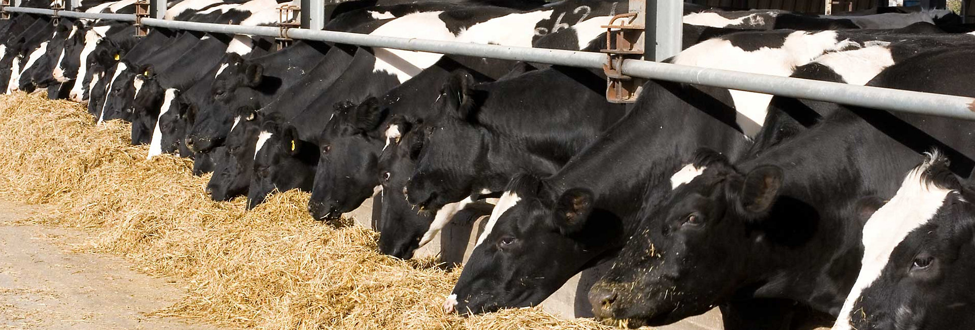 Animal Nutrition & Health Products for Dairy Cattle | Kemin Animal Nutrition  & Health - Canada