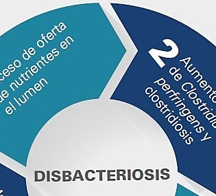 disbacteriosis-clostat