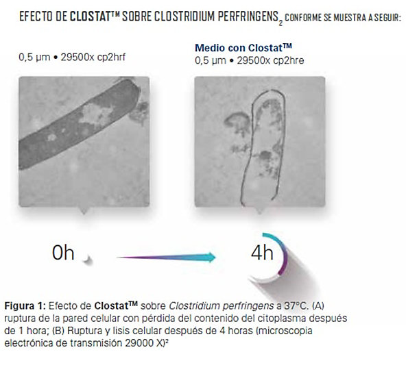 efecto-clostat-clostridium-2