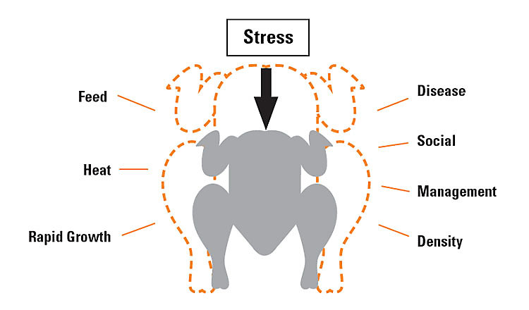 Effects of Stress on Broilers - KT Cr
