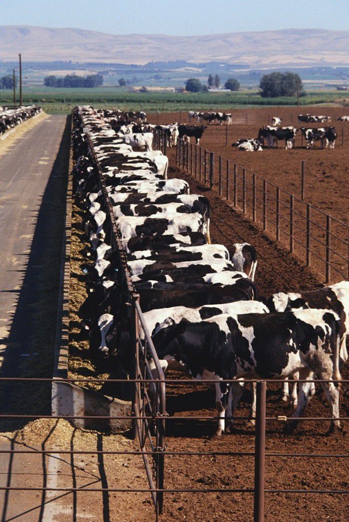 encapsulation cow
