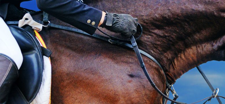 Equine Gut Health Hero Image