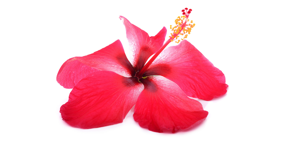 floating image for website