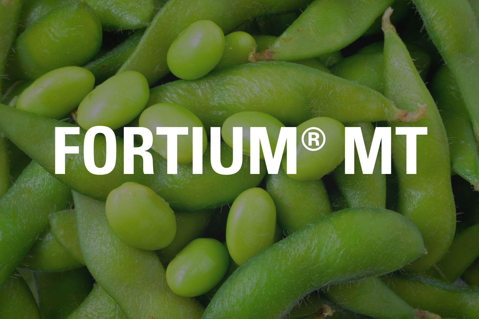 fortium-mt-product-tile