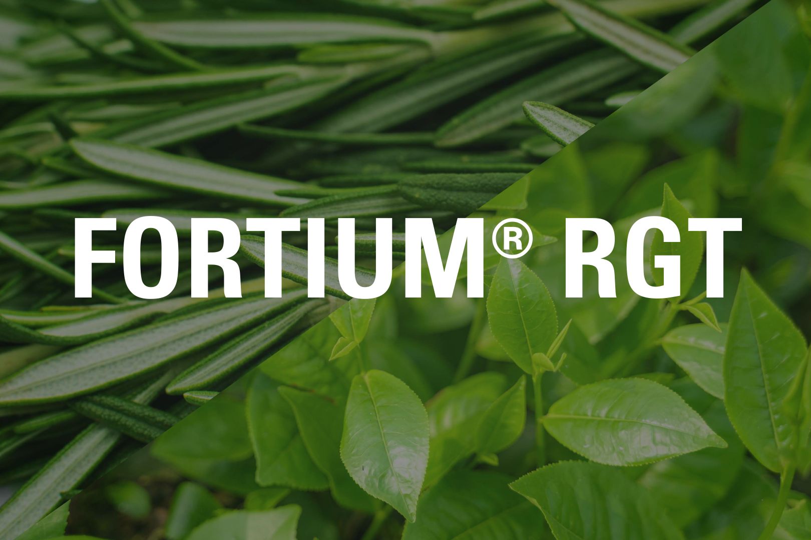 fortium-rgt-product-tile