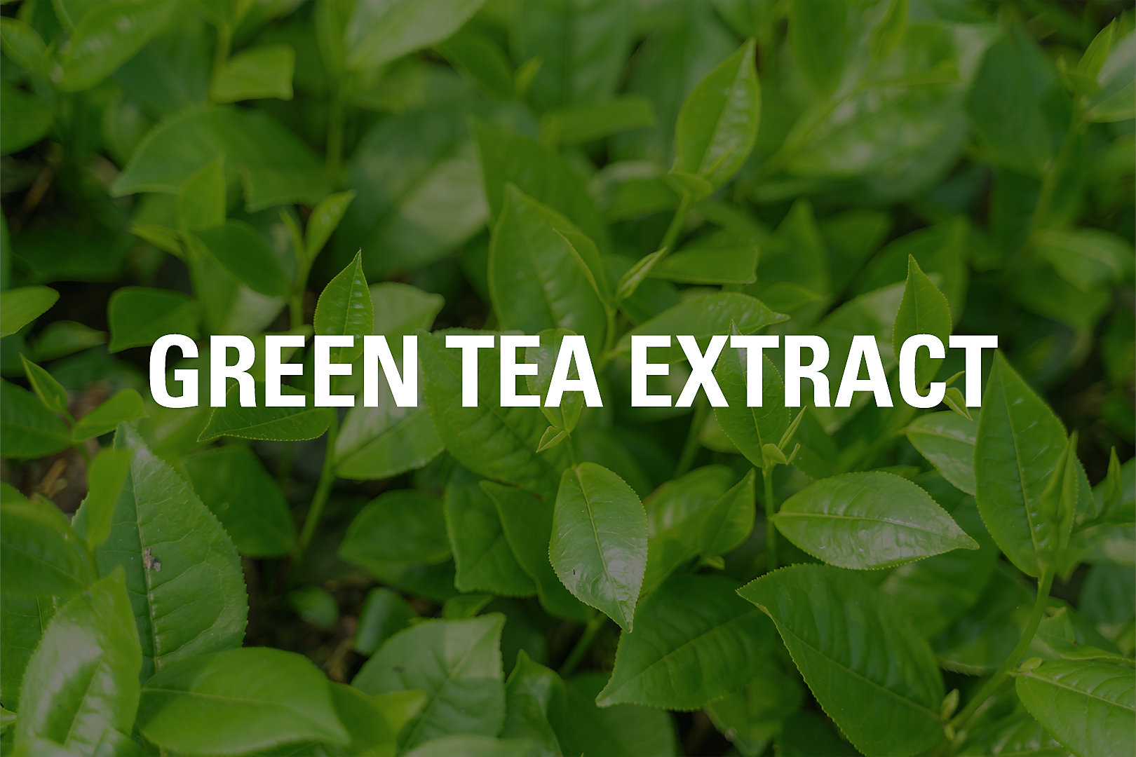 Green Tea Extract Ingredient Tile