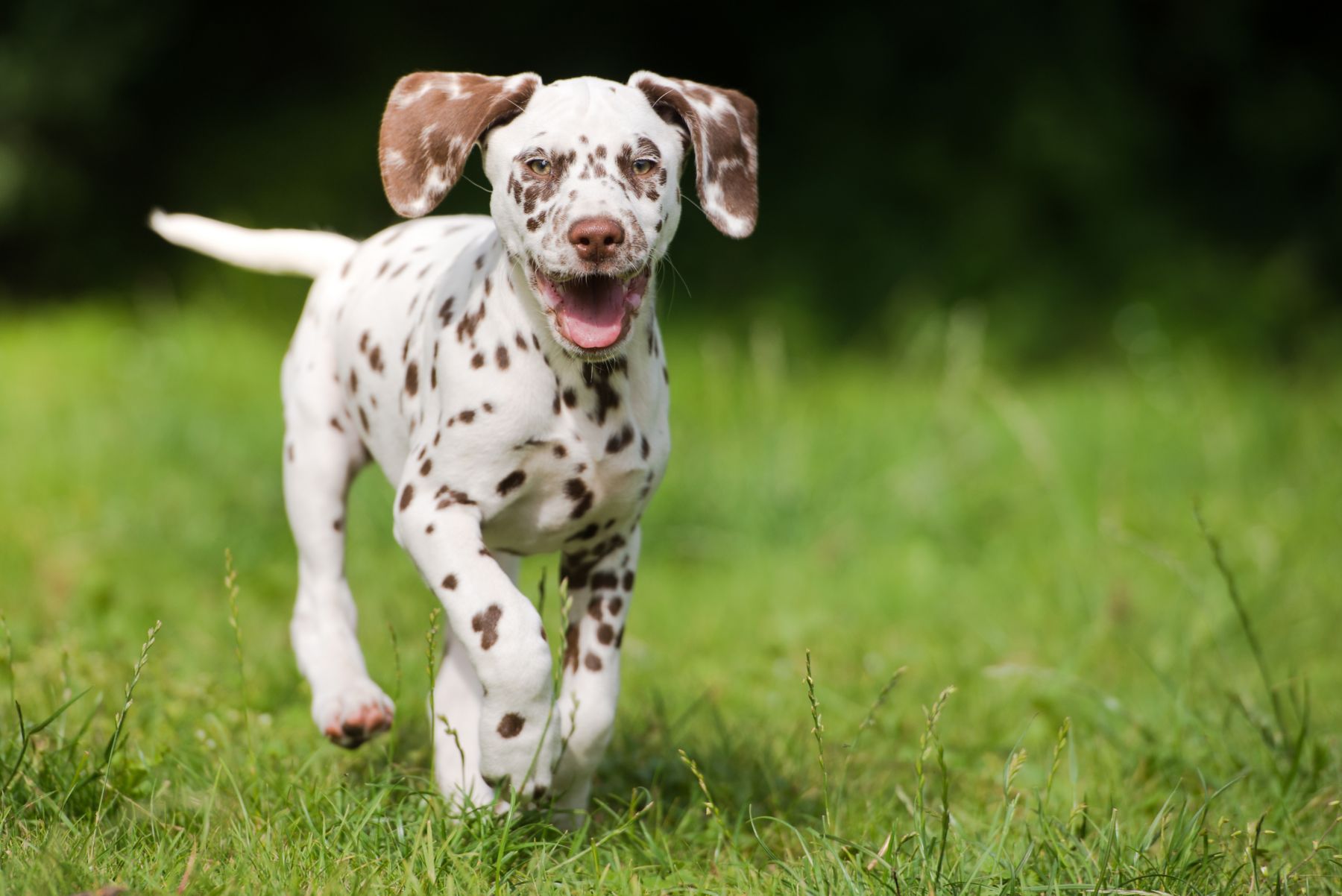 happy dalmatian puppy running outdoors