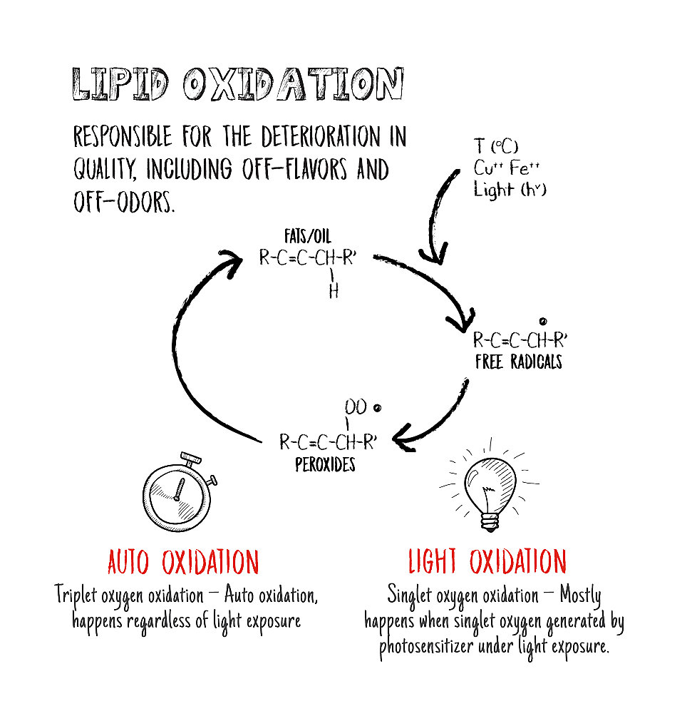 Lipid oxidation graphic