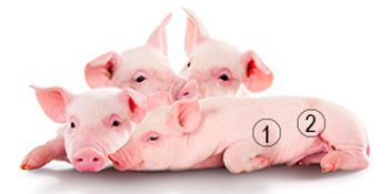 impacts-on-nursery-pigs.jpg