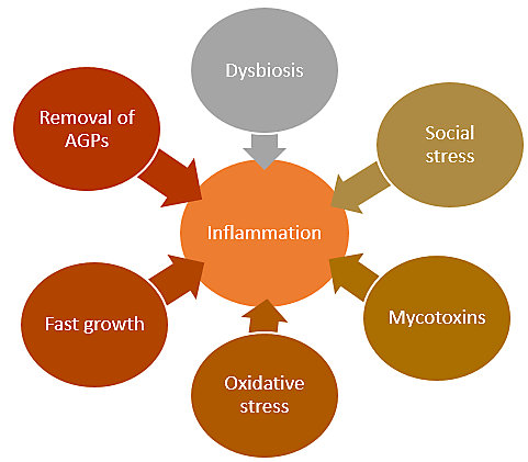 inflammation_viscious_cycle-1