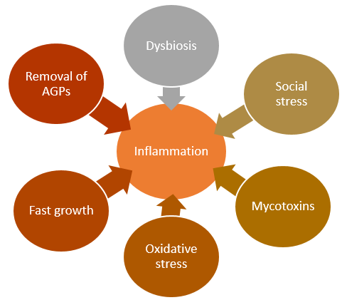 inflammation_viscious_cycle-1