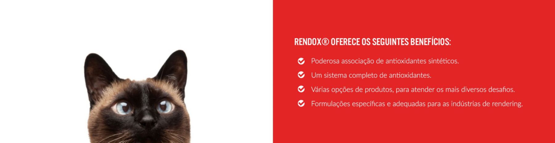 insiders-portuguese-rendox-min