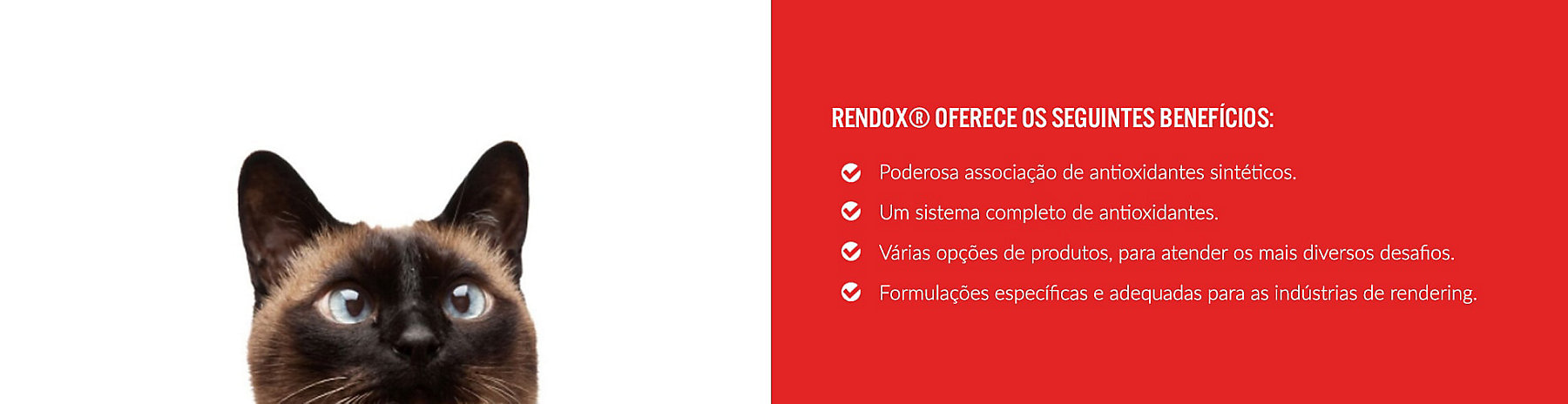 insiders-portuguese-rendox-min