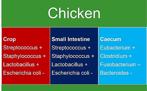 intestinal-microbiota-chicken