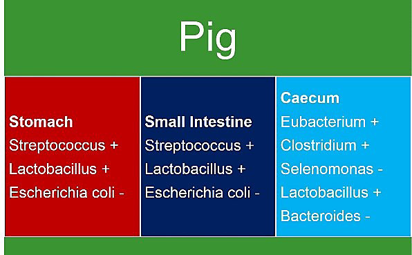 intestinal-microbiota-pig