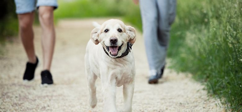 jogging-dog