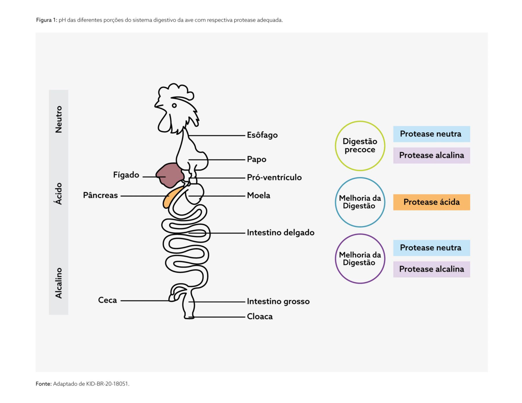 kasa-kemzyme-protease-grafico-ph