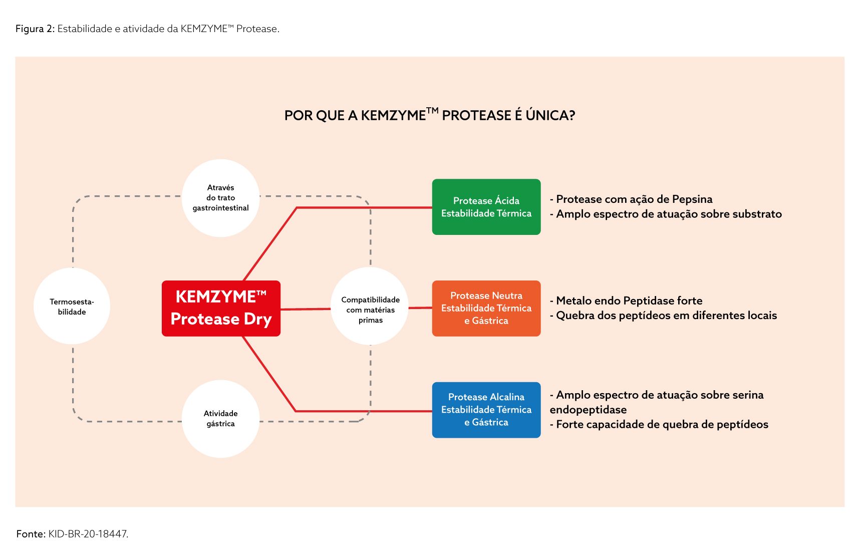 kasa-kemzyme-protease-grafico-unica