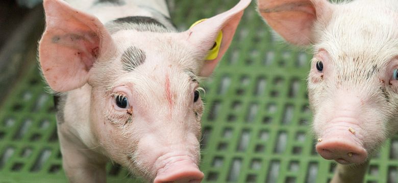 2 Piglets on farm