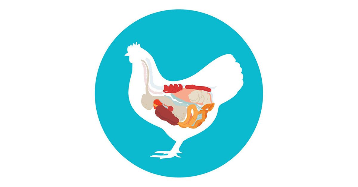 kemin-blog-india-poultry-gut-health-1