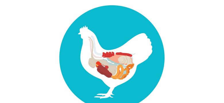 kemin-blog-india-poultry-gut-health-1