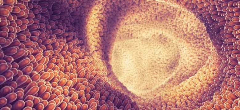 kemin-blog-kaa-anti-inflammatory-effect-min-1