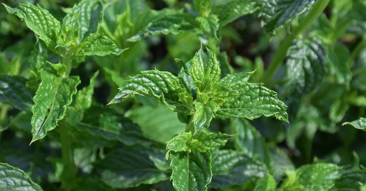 kemin_blog_spearmint-a_botanical_blog-3