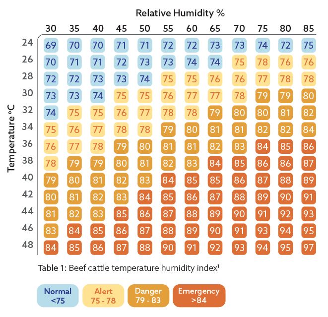 Heat Stress: Handling Cattle Through High Heat Humidity Indexes